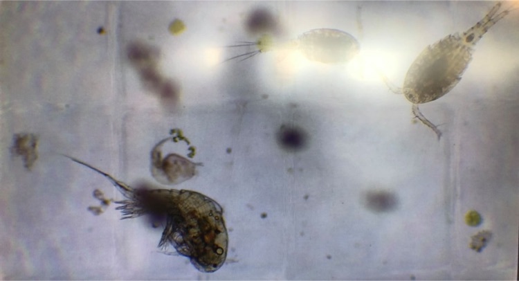 organisms under microscope 